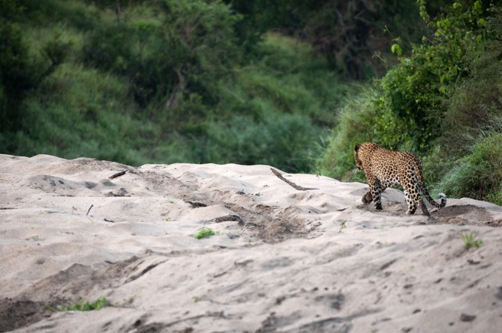 Lion Sands River Lodge - Leopard