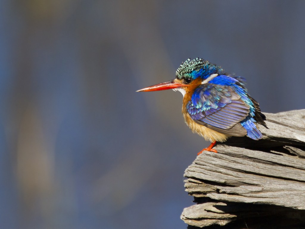 Kingfisher