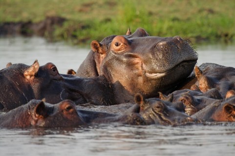 shutterstock_50281177_hippos_1024x683
