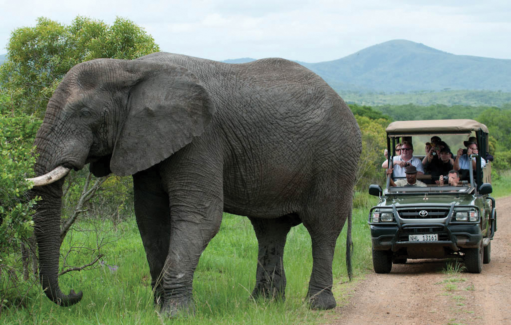 Hluhluwe Game Drive