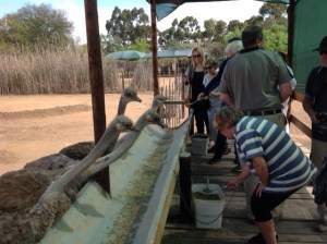Safari Ostrich Farm 1