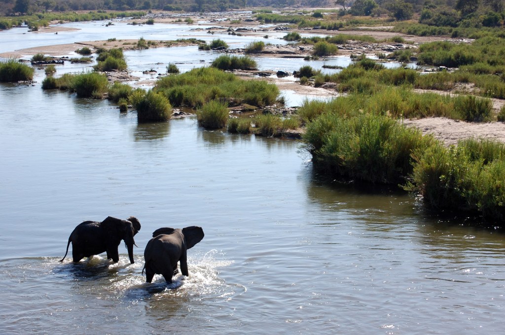 shutterstock_89185765_Elephants in River at Kruger