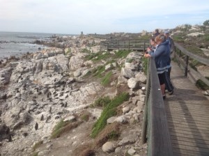 Stony Point Penguin Sanctuary 2