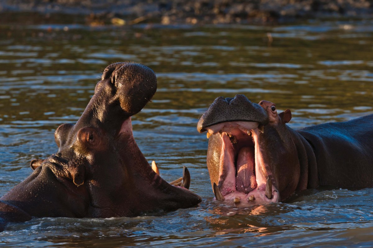 on_safari_hippos