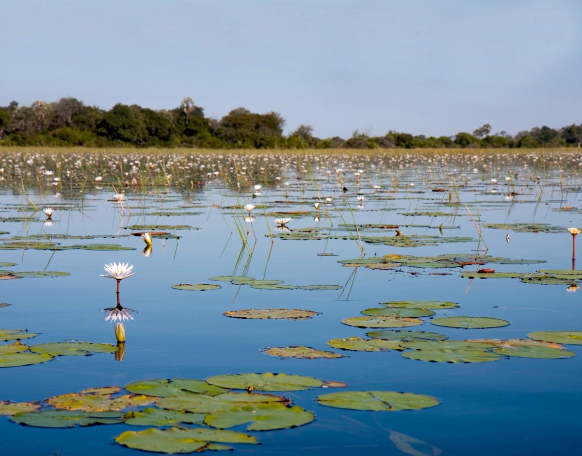 ss_53456341_okovanga delta_1531x1200