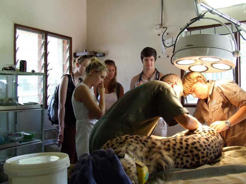 With_the_vet_in_surgery