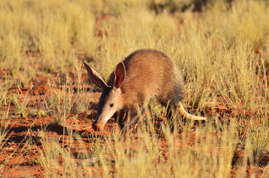 Aardvark_308906741_1024x678