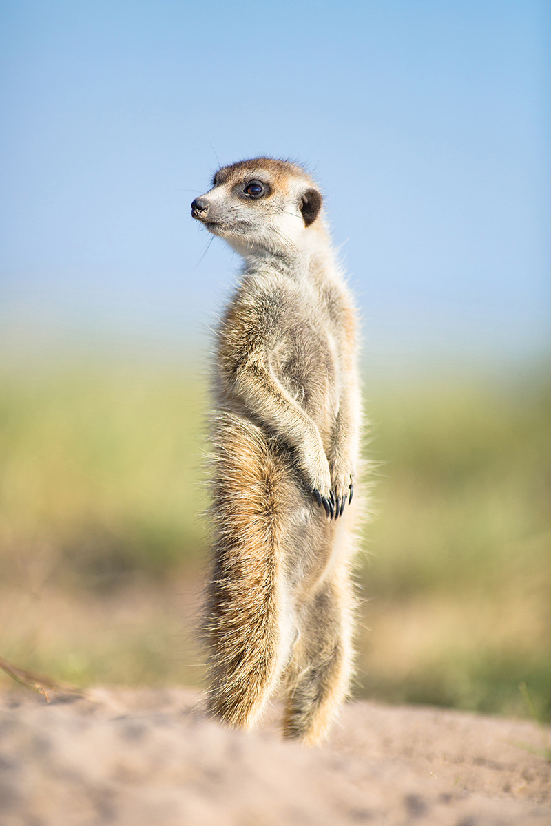 meerkat_wildlife_372185419.jpg