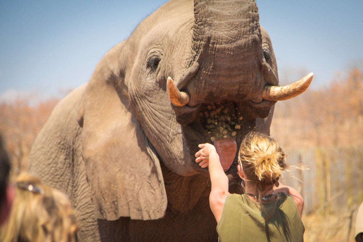 elephant-feeding