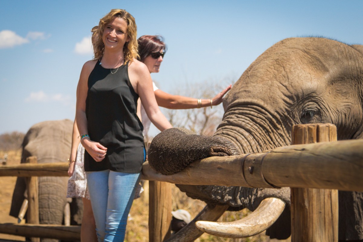 elephant-interaction-on-deck