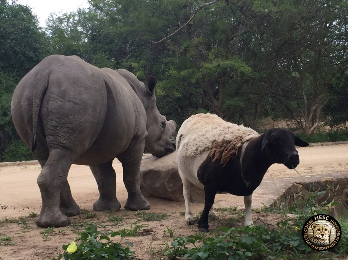 hesc_rhino_matimba_gertjie_apr16-1