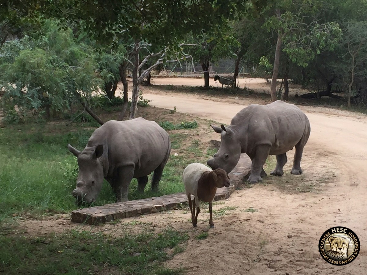 hesc_rhino_matimba_gertjie_apr16-2
