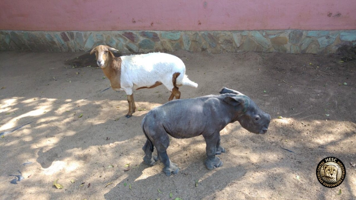 hesc_rhino_nhlanhal_apr16