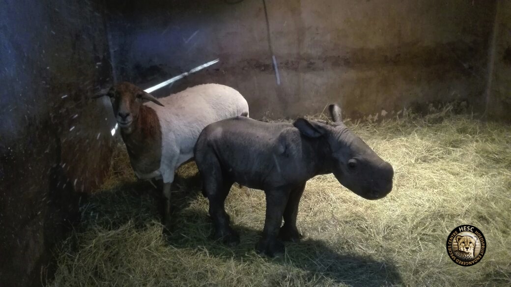 hesc_rhino_nhlanhla__apr16