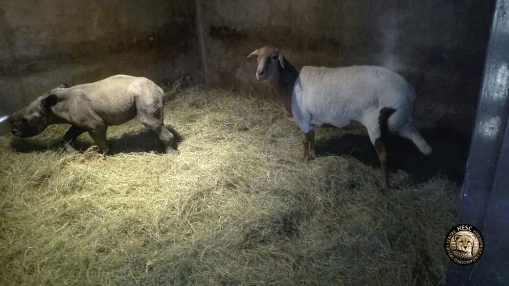 hesc_rhino_nhlanhla_apr16-1