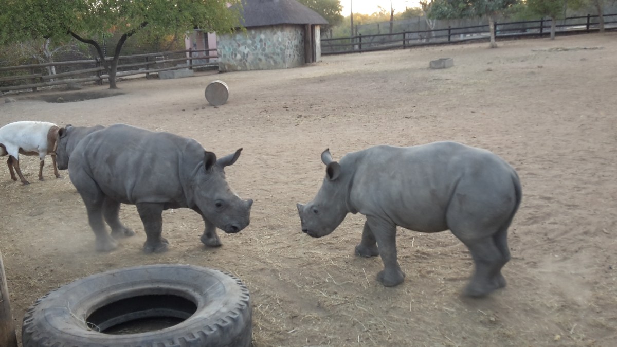 hesc_rhino_oliviakulula_jul16