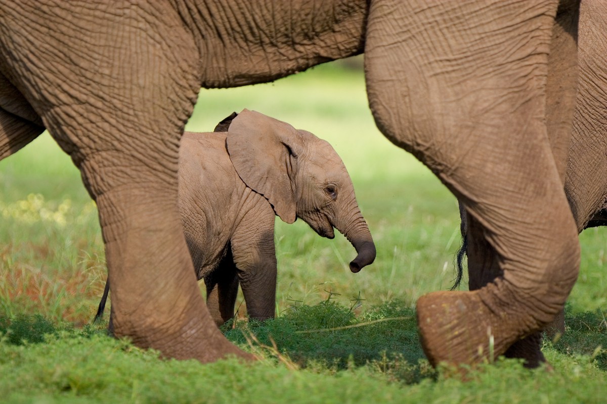 baby-elephant_botswana_54180169