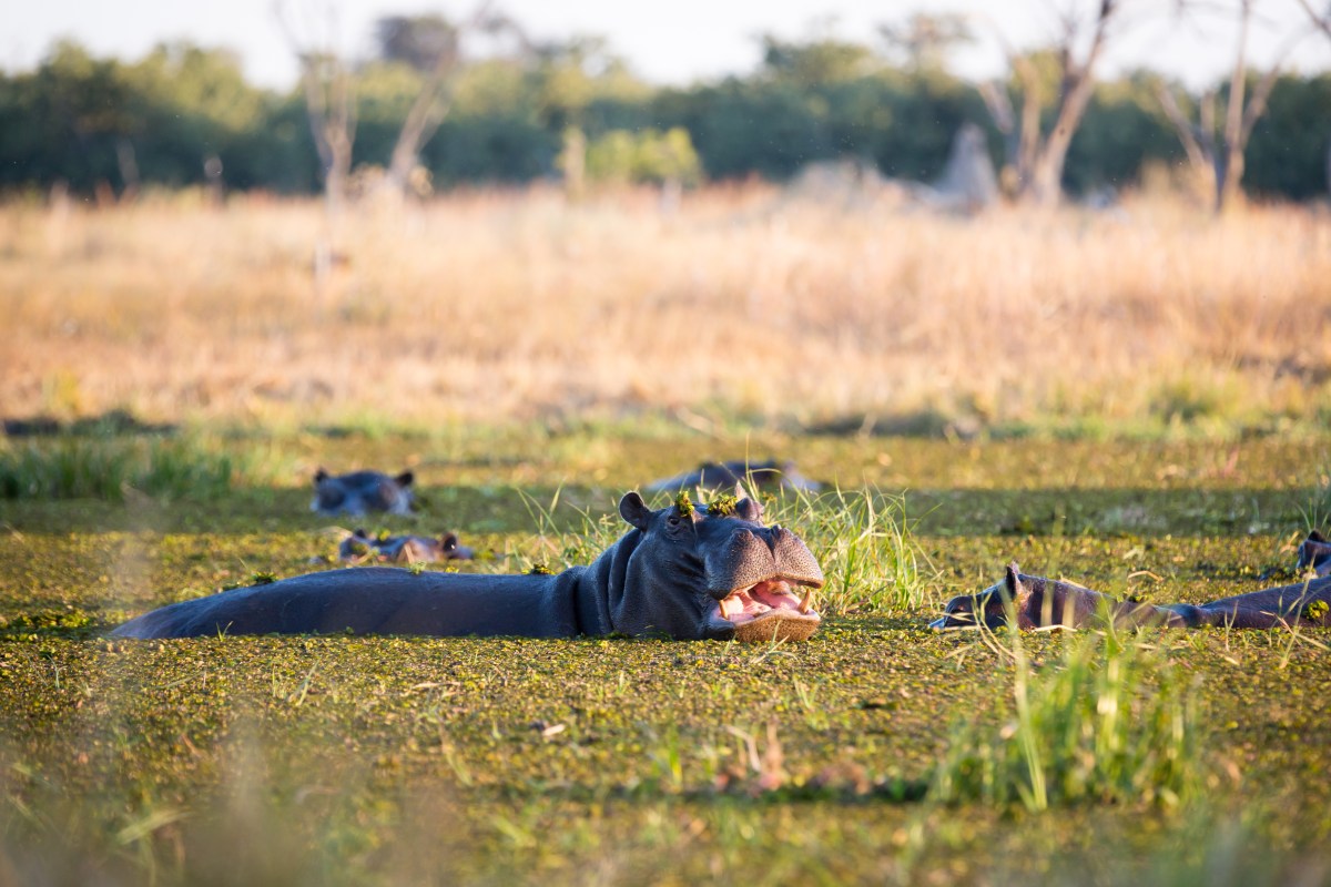 Hippo_Botswana_302044532.jpg