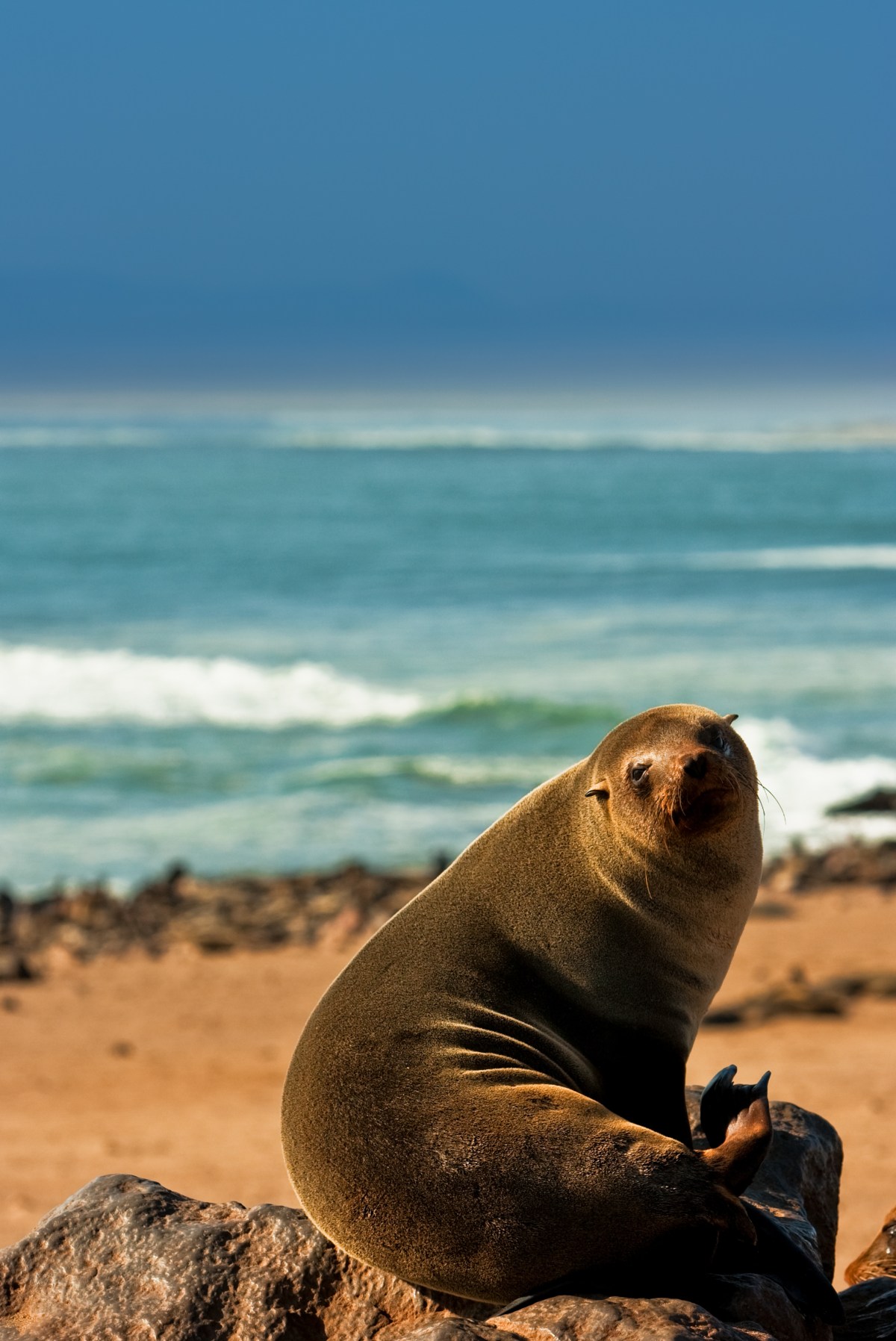 48948028_fur-seal_namibia