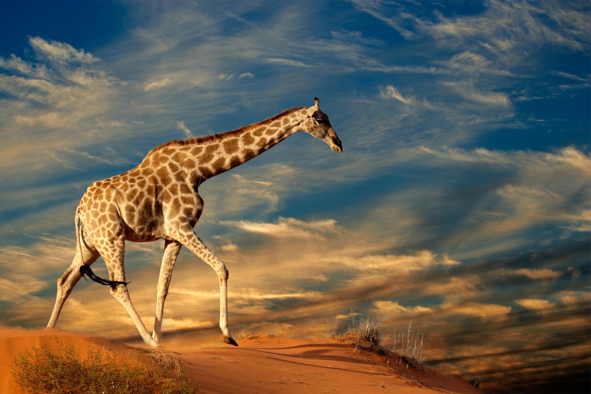 49632085_giraffe-on-sand-dunes_namibia