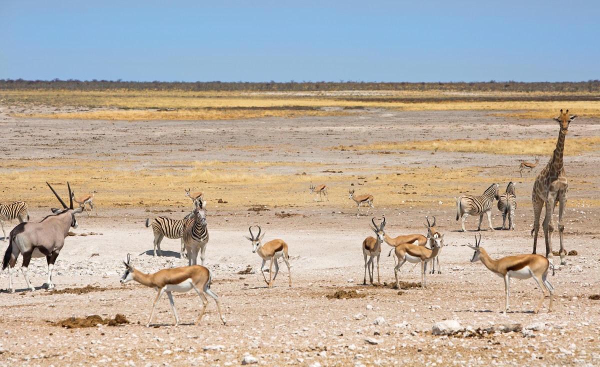 wildlife_etosha_223219444.jpg