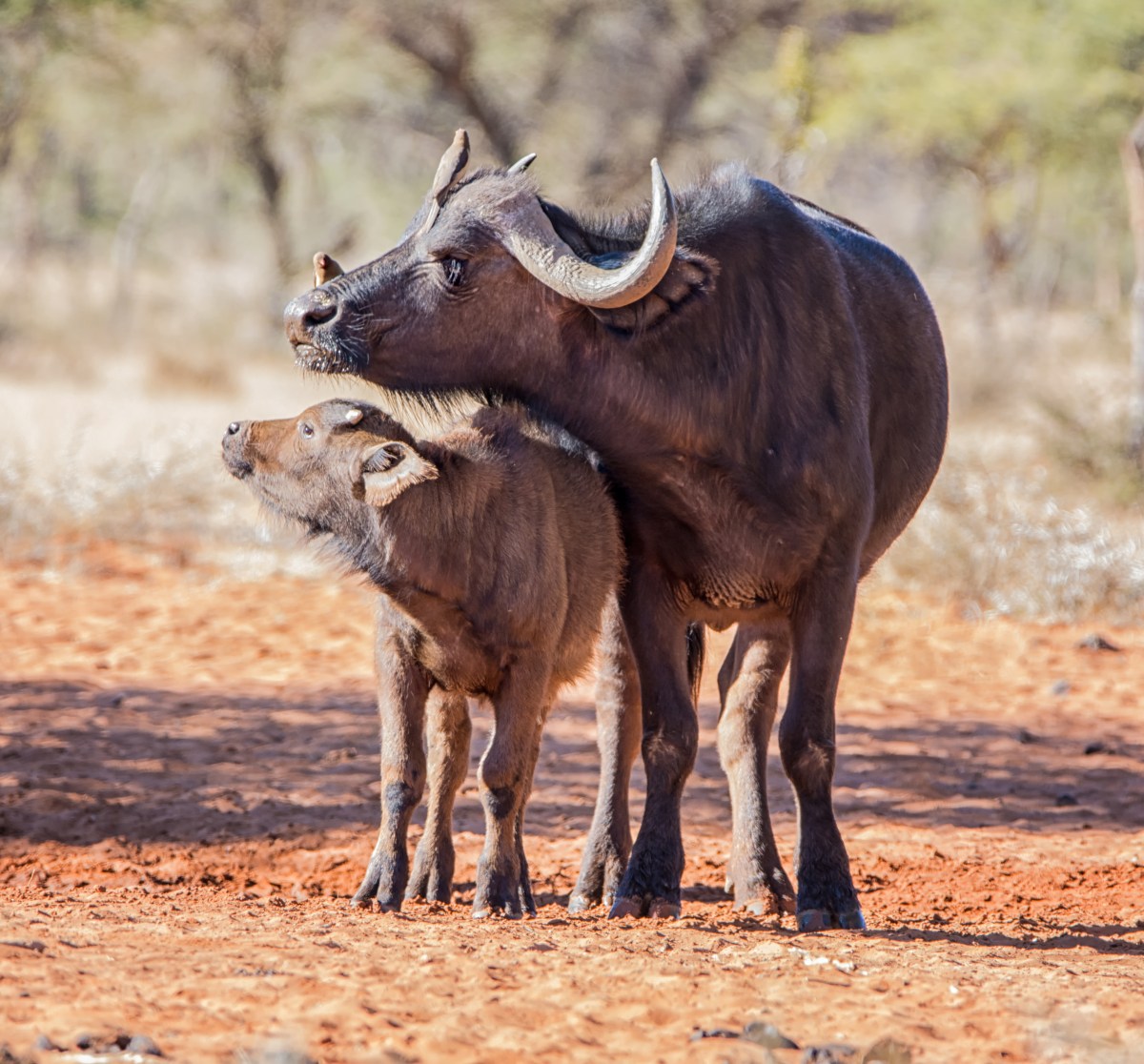 buffalo-and-calf_463477538