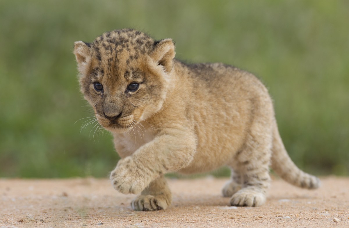lioncub_96744733