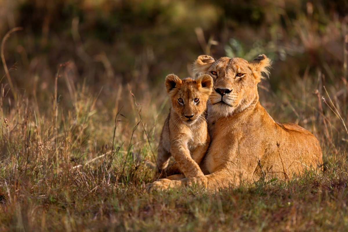lioness_cub_238384645