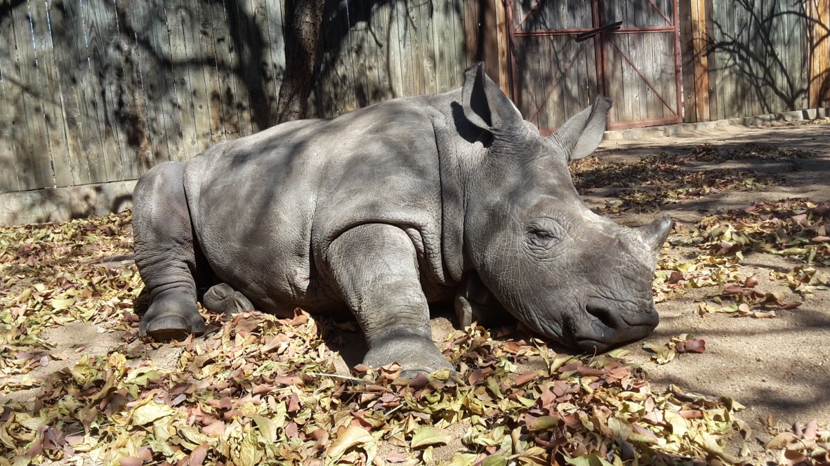 HESC_Rhino_Olivia_20160712_121222