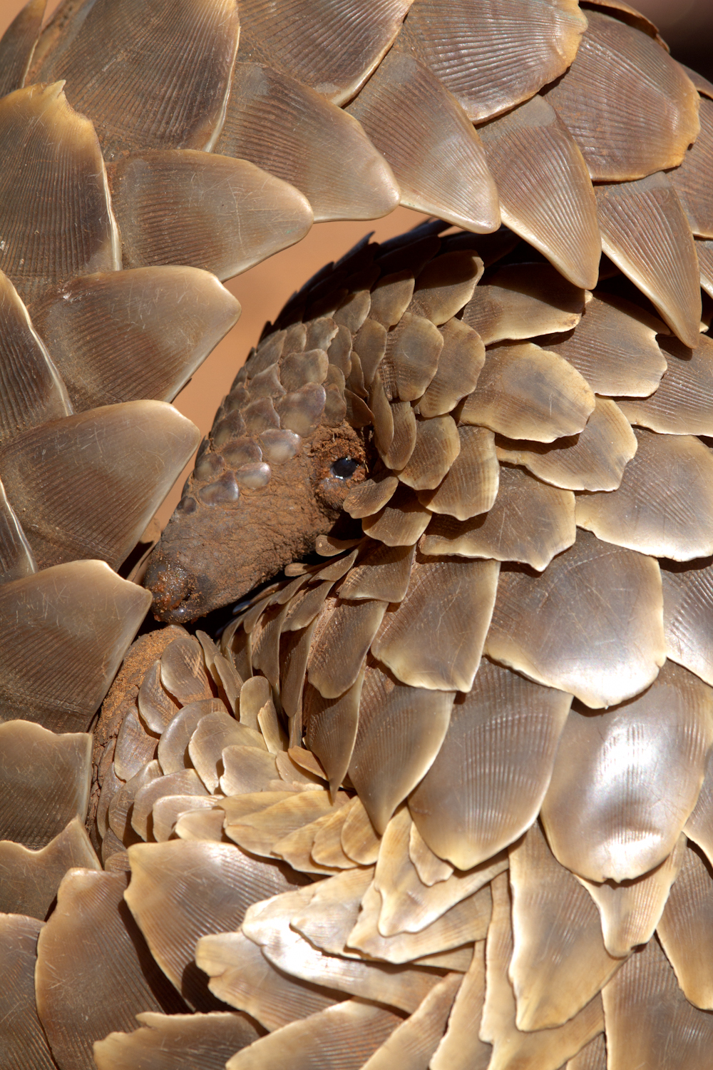 Pangolin (2)