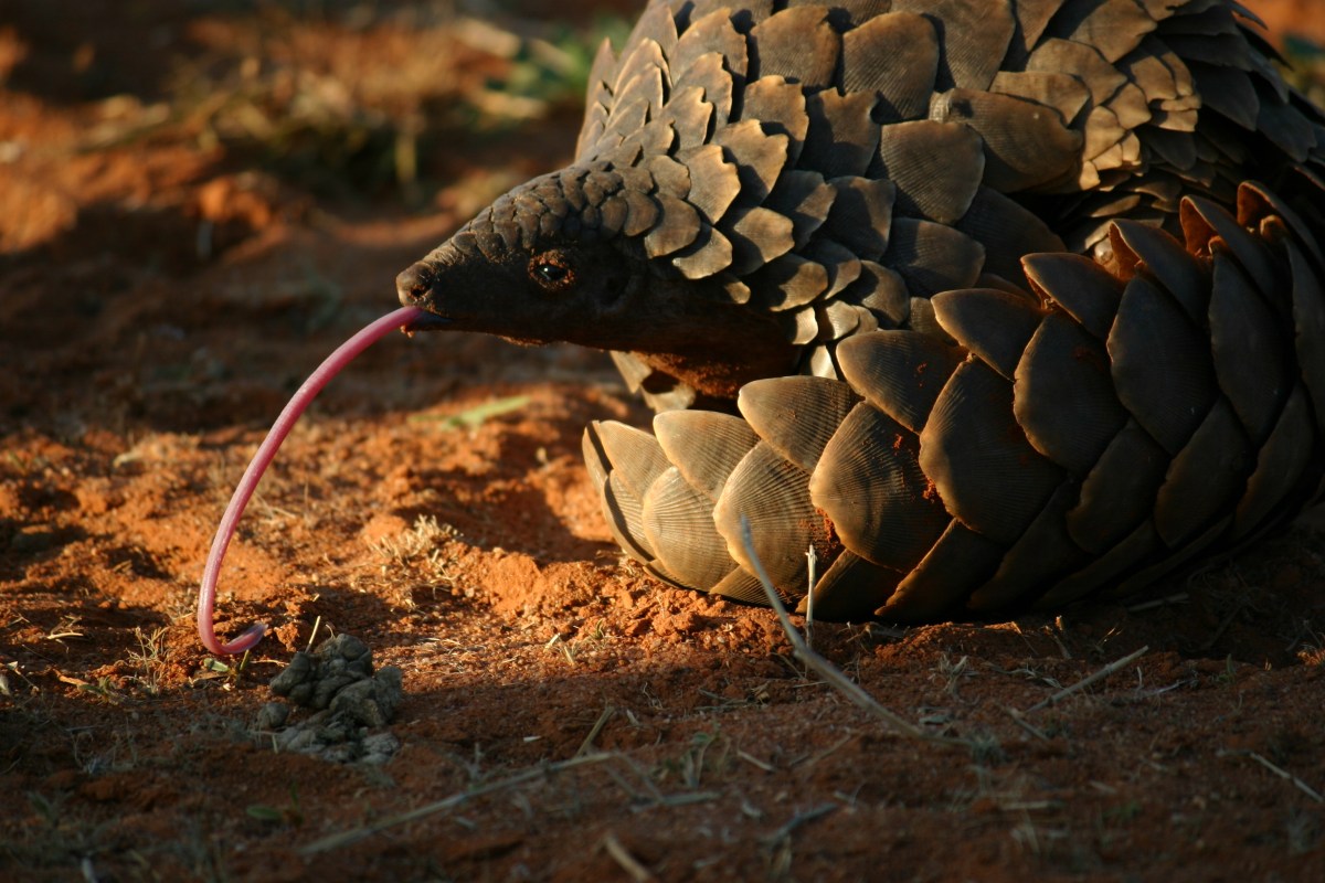 Pangolin tongue