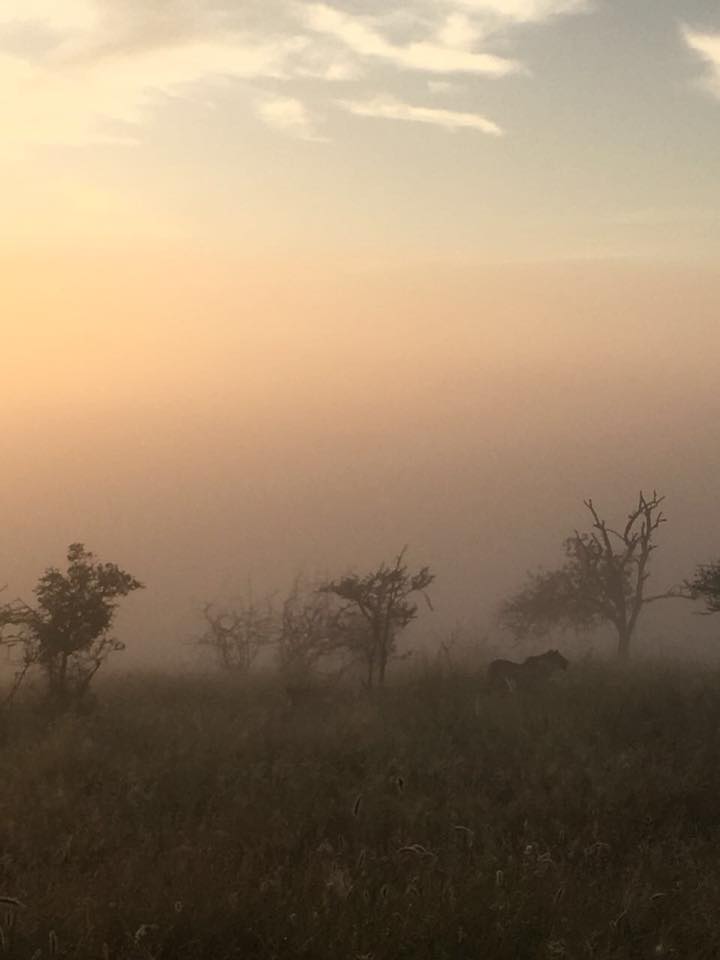 Lion at Mthembu Gate.jpg