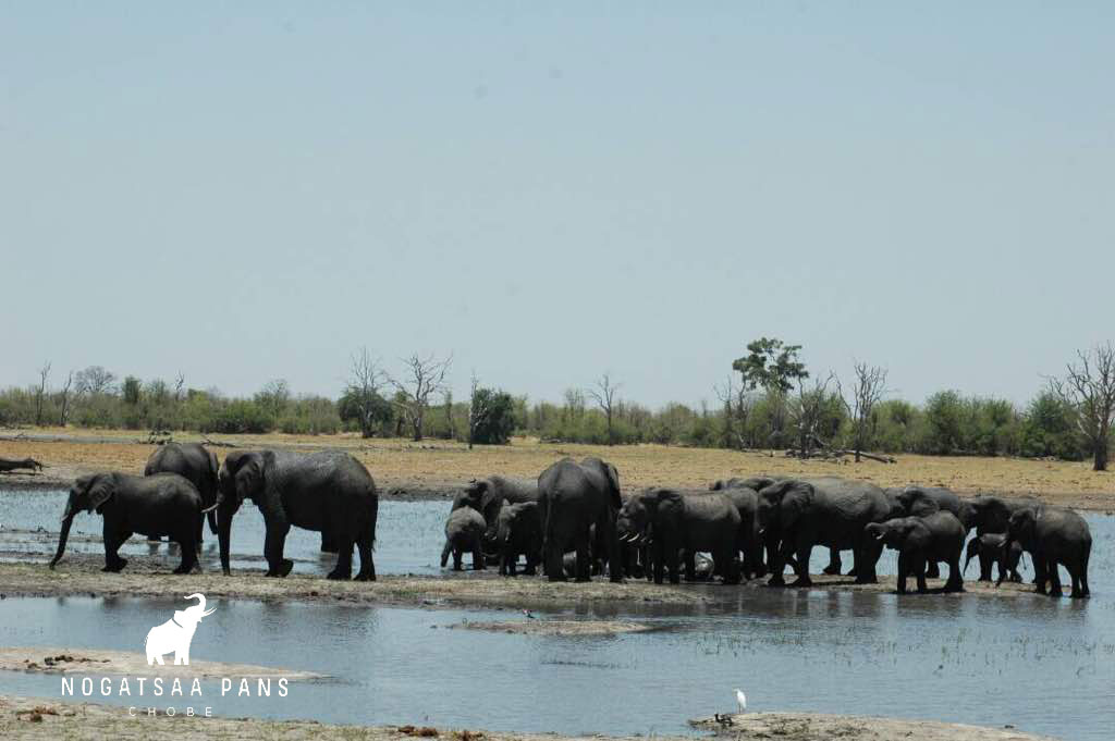 Elephants-Nogatsaa-3