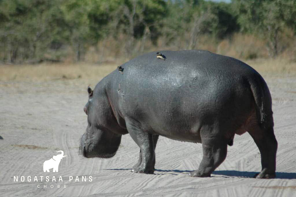 Hippo-in-road