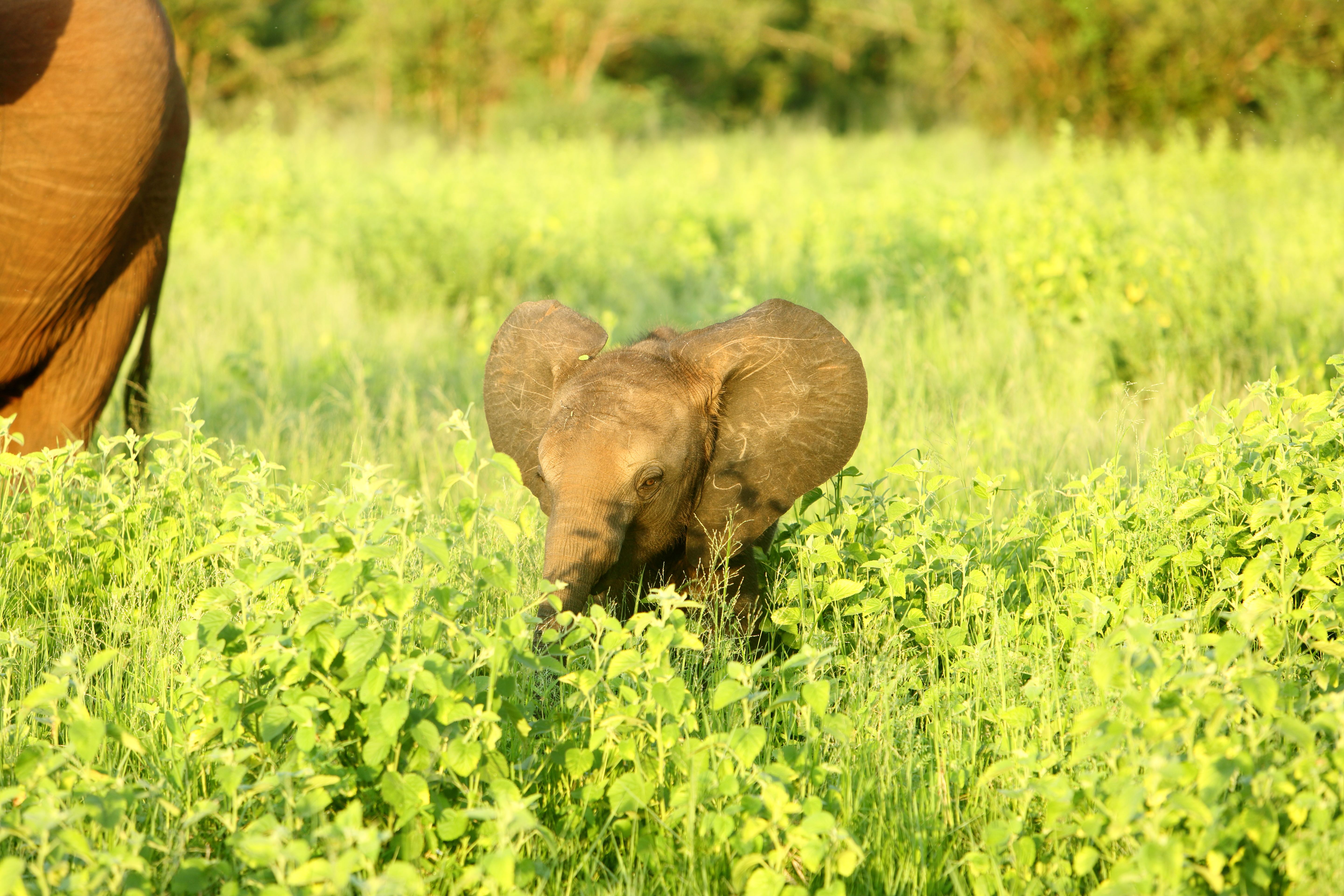 African Bush Camps Bumi Hills Safari Lodge.JPG