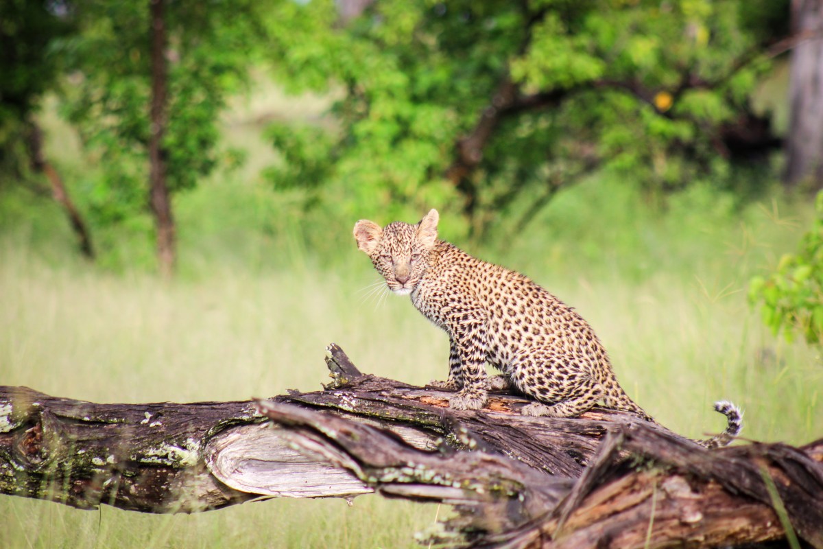 Camp-Moremi-Leopard-Cub