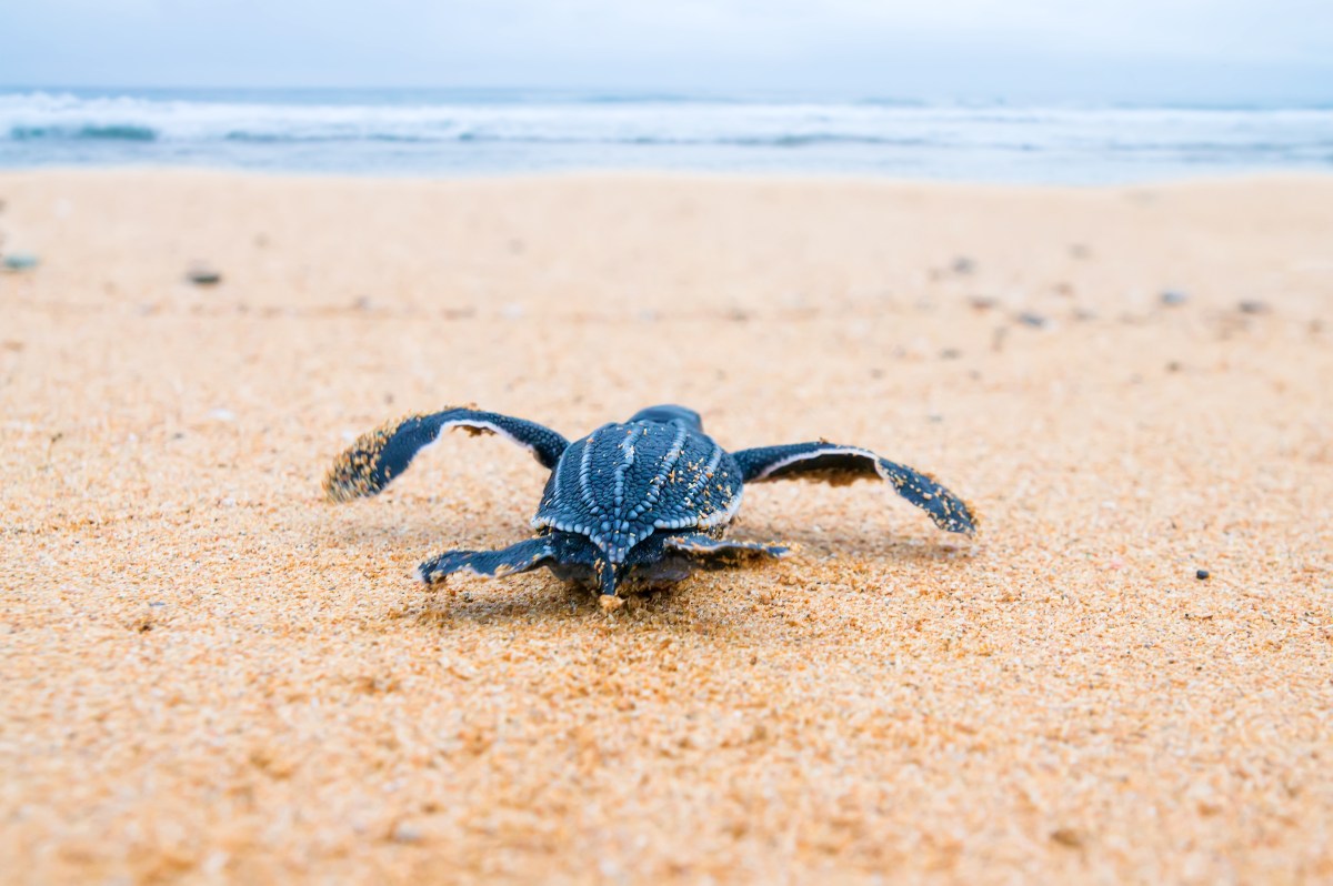 Leatherback Turtle-453449063.jpg