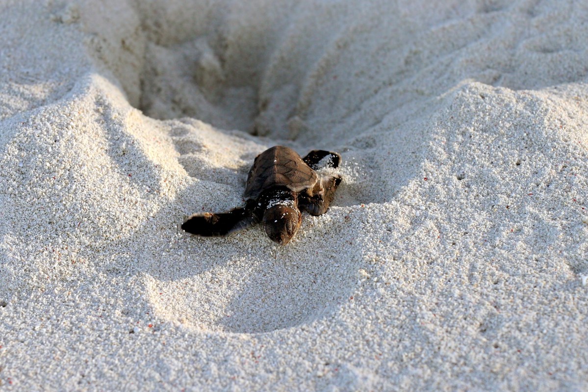Sea Turtle escaping Nest