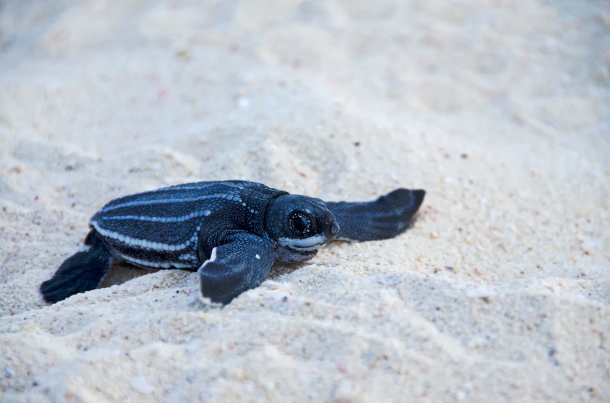 Baby Sea Leatherback Turtle