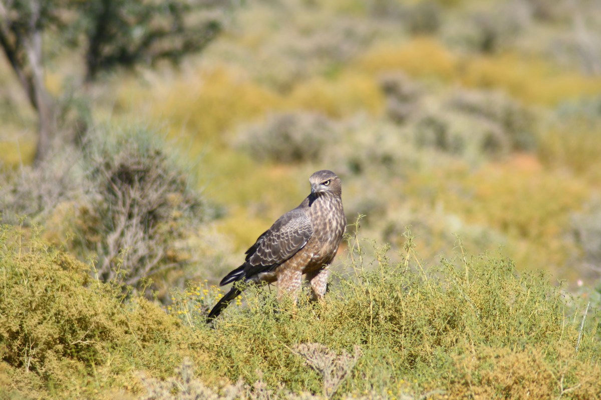 At Aquila Best (150).JPG