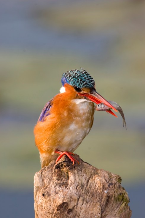 Malachite Kingfisher