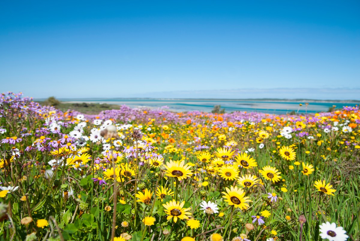 Langebaan West Coast Western Cape Wild Flowers-159616009.jpg