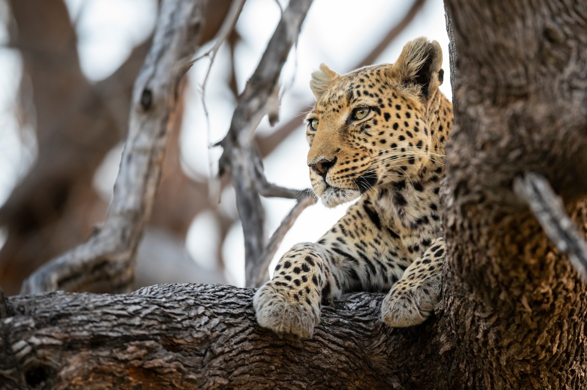 Leopard Okavango Delta Botswana-1157731451.jpg