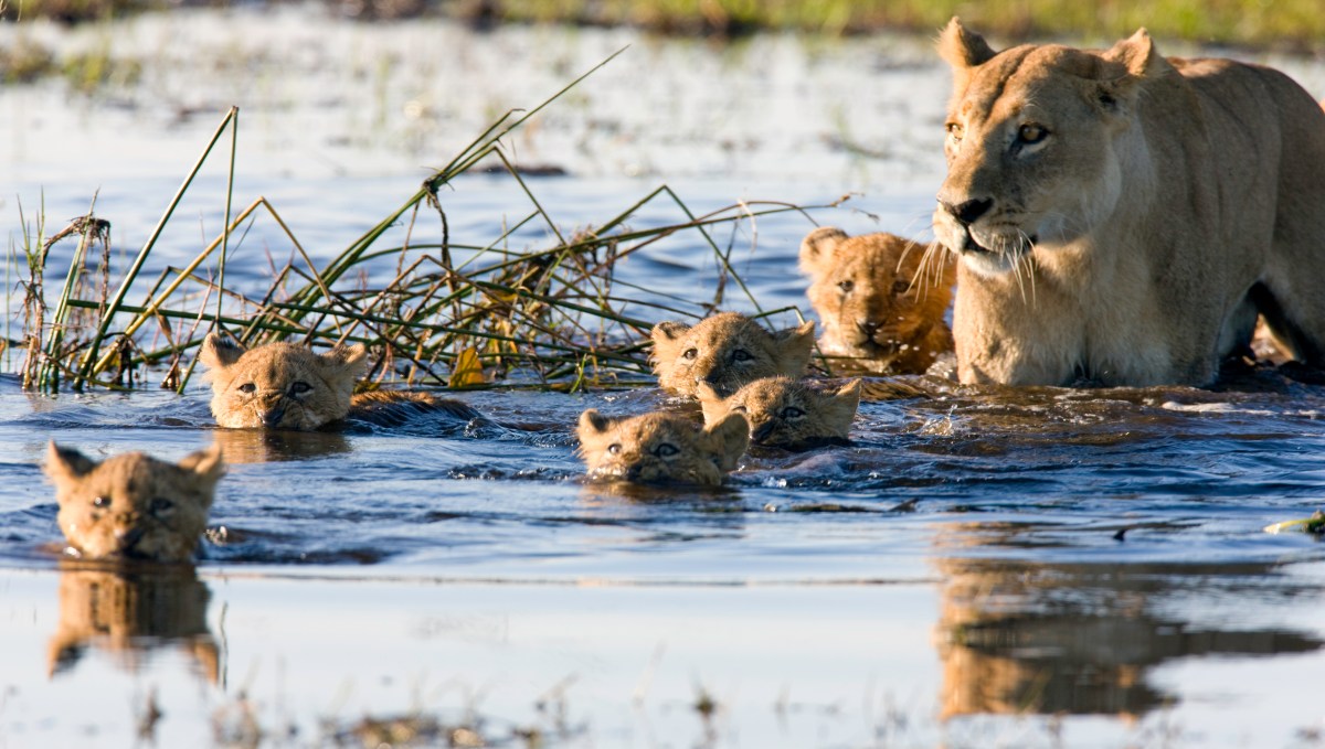 Lions Botswana-139735741.jpg