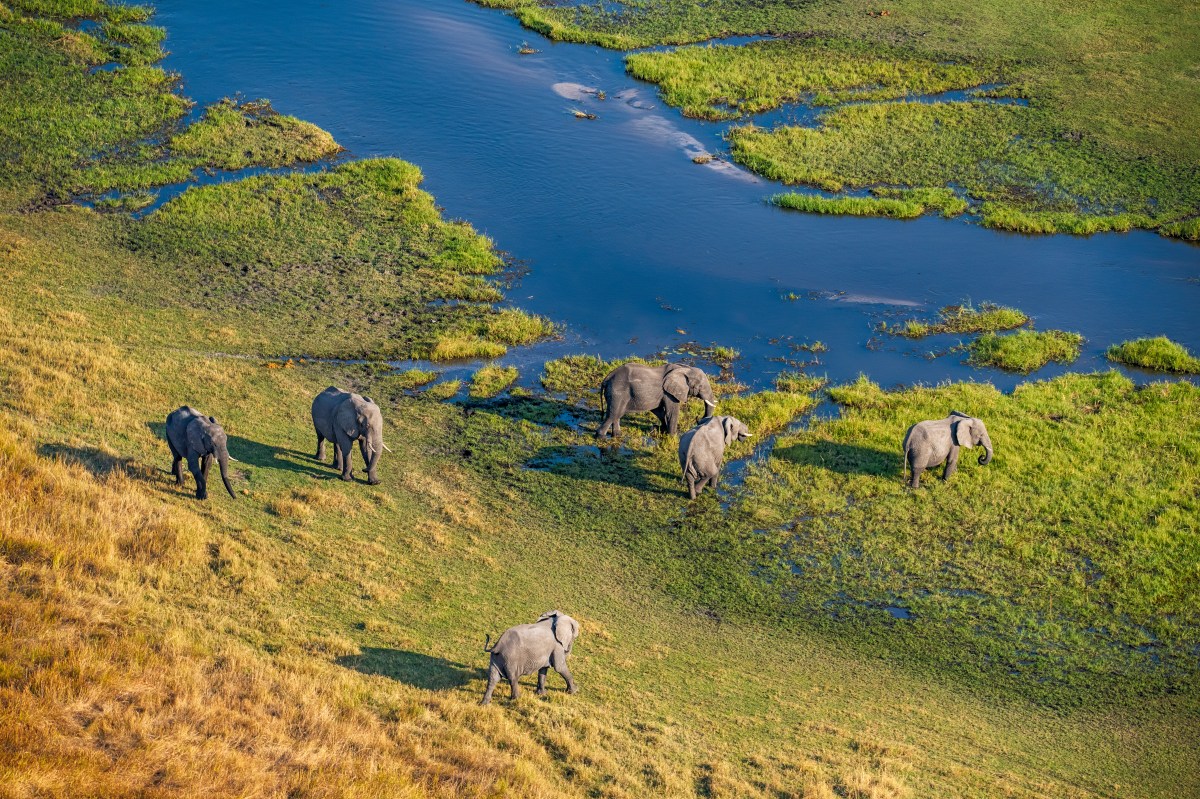 Okavango Delta Botswana Elephant-1157428187.jpg