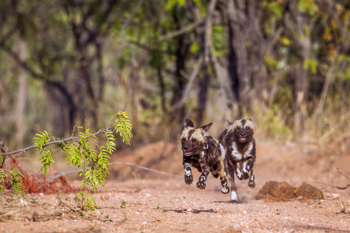 Wild dog-671796436.jpg