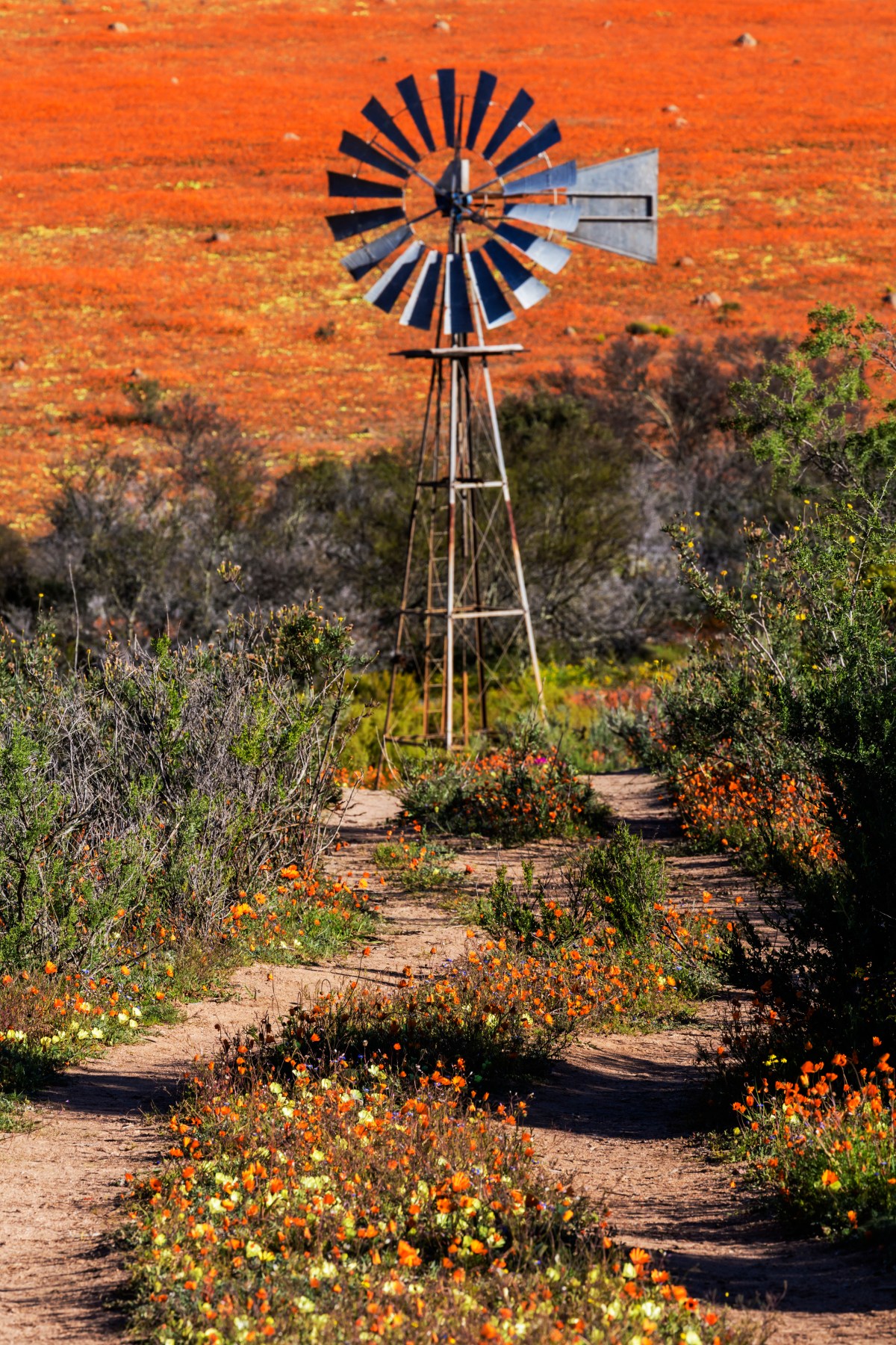 Wild Flowers-533768813.jpg