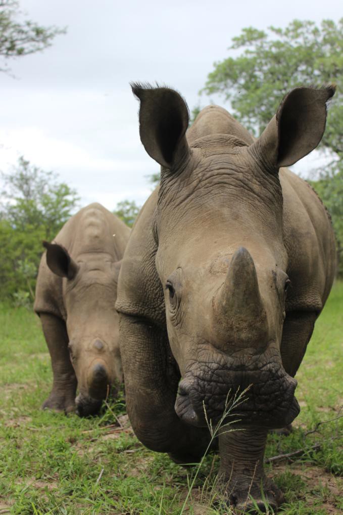 Balu en Stompie agter 2017.jpg