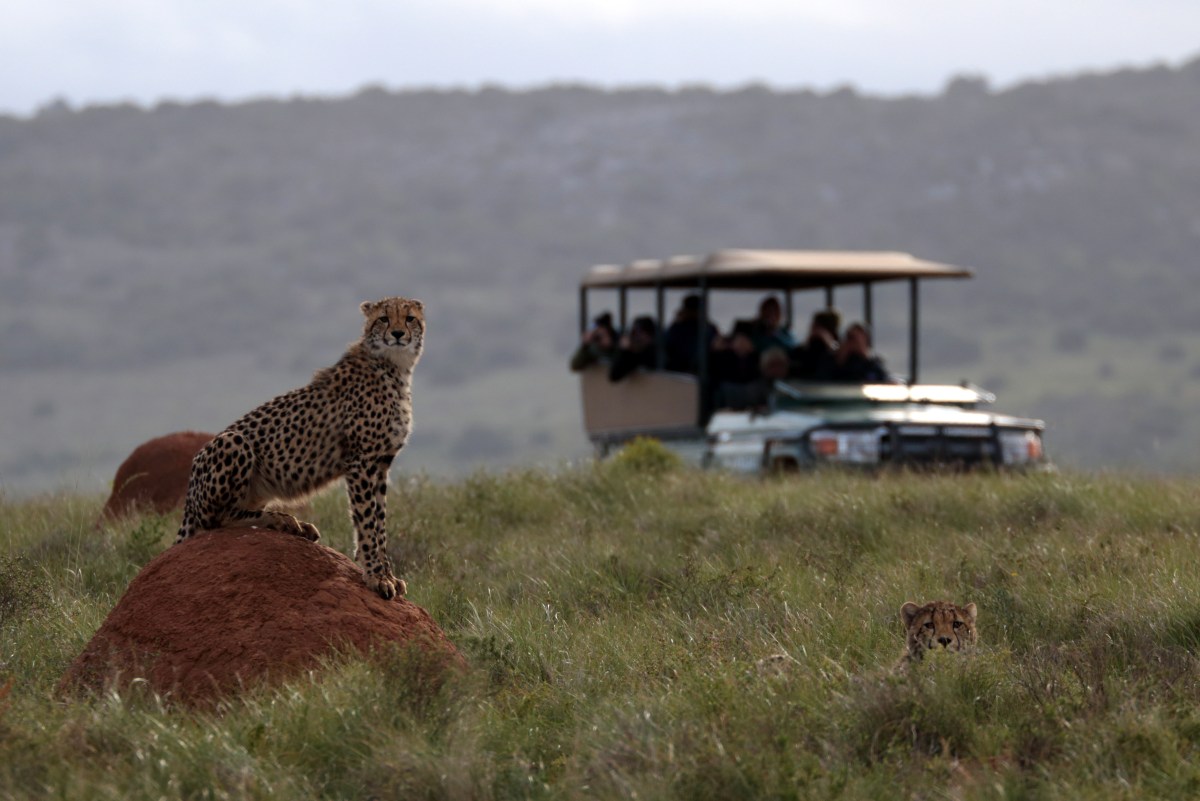 Cheetah and vehicle.jpg