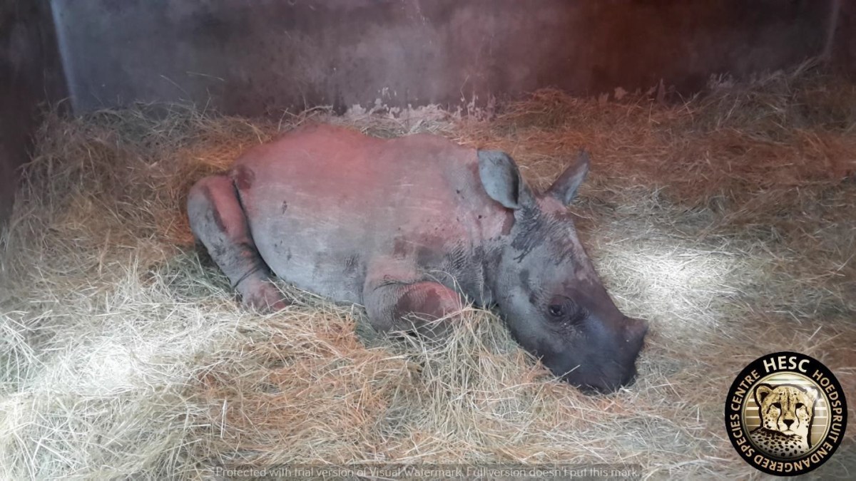 Khulula arrived at HESC.jpg